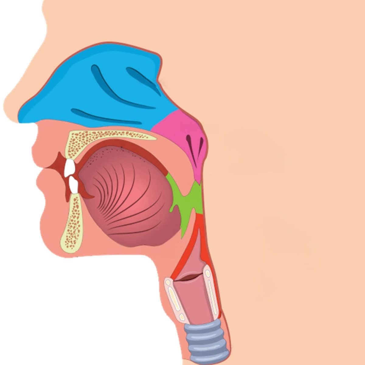 Imagen – LA Apnea del sueño Imagen - LA Apnea del sueño
